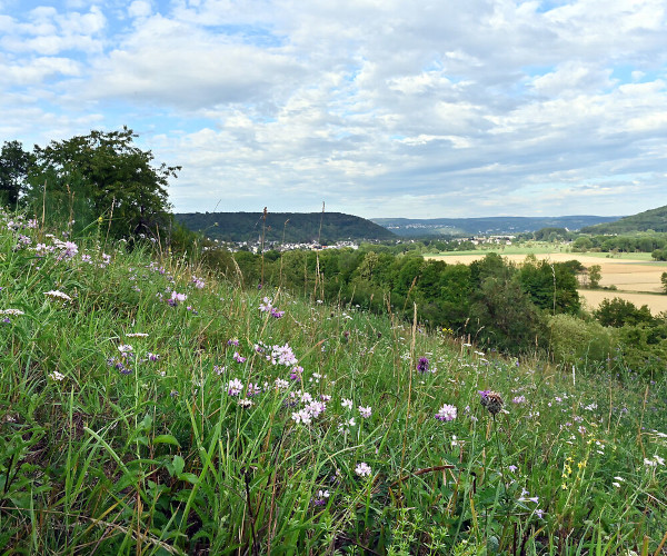 Orchideenwiese bei Lohrsdorf